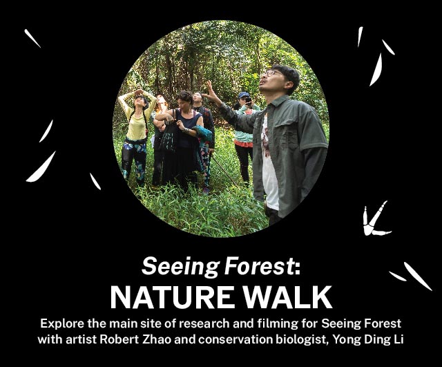 Seeing Forest Nature Walk