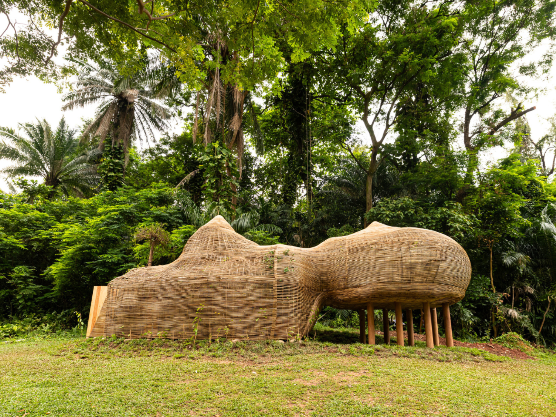 Rattan Eco Sprawl: Manifesting the Forest